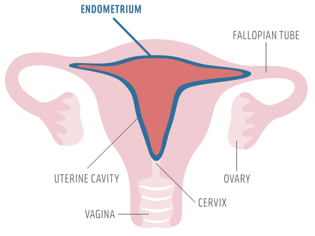 Diminished Ovarian Reserve: What It Means for Your Fertility, Symptoms, Testing & Treatment - Image